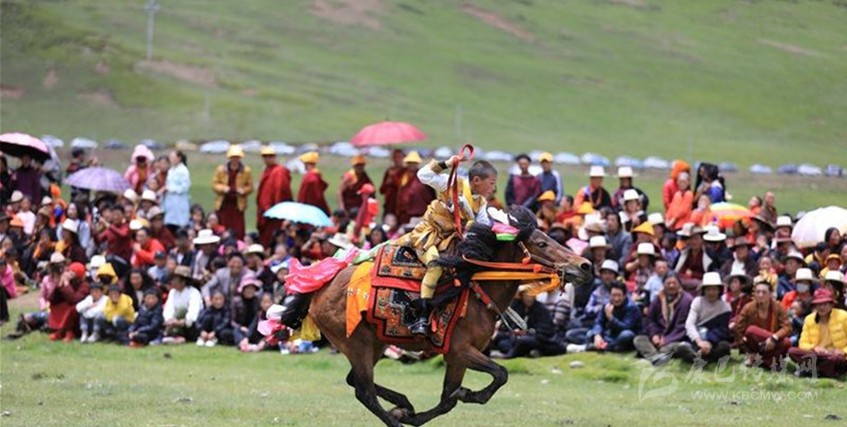格桑花盛開 牧民馬背上一顯身手